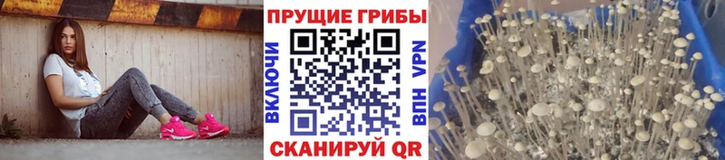 Псилоцибиновые грибы прущие грибы  купить наркотики цена  ОМГ ОМГ ссылки  Коряжма 